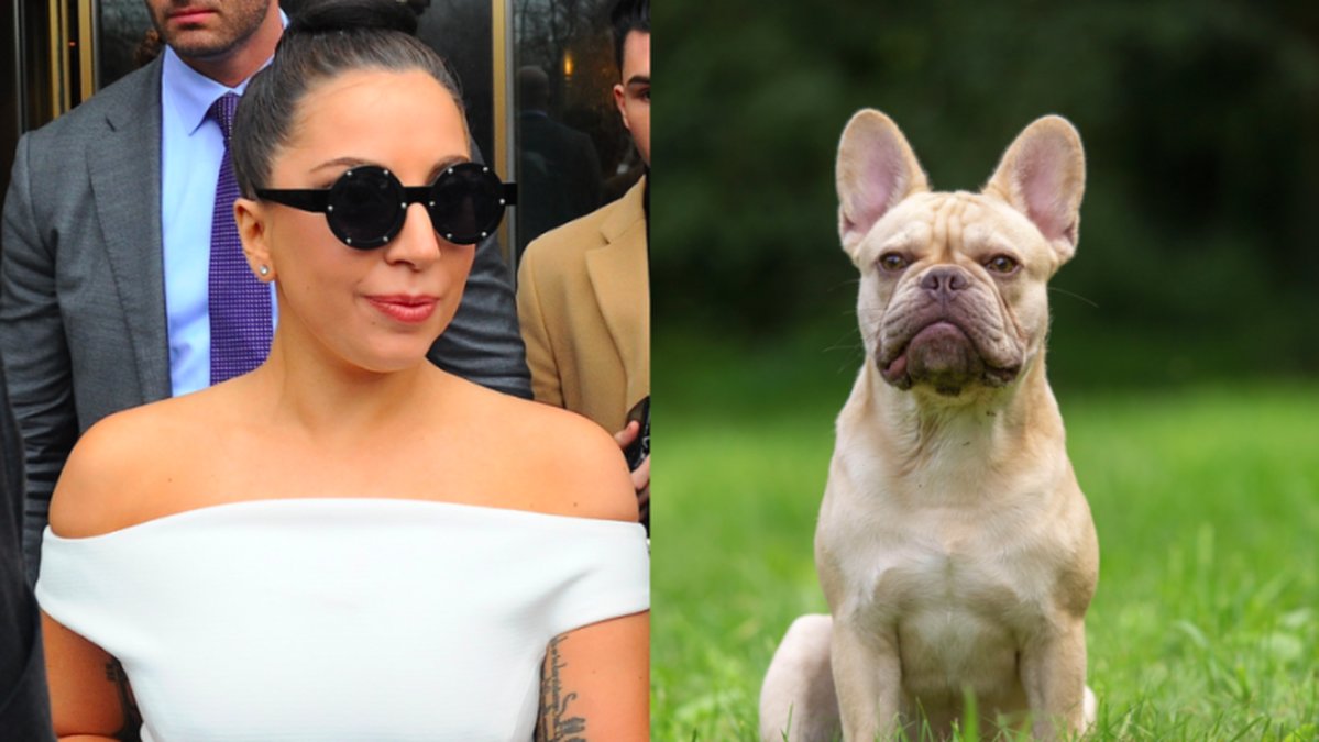 Lady Gagas hundtjuv dömd. Hunden på bilden är en annan fransk bulldog